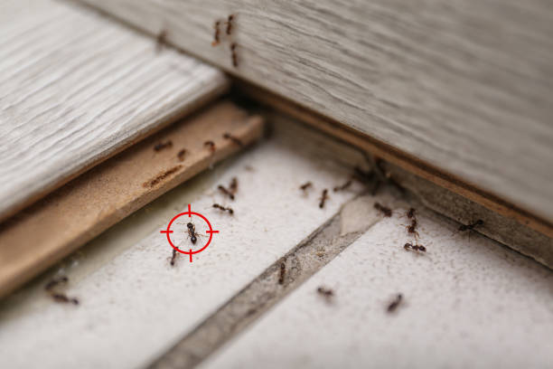 Trusted Ashville, AL Pest Control Experts