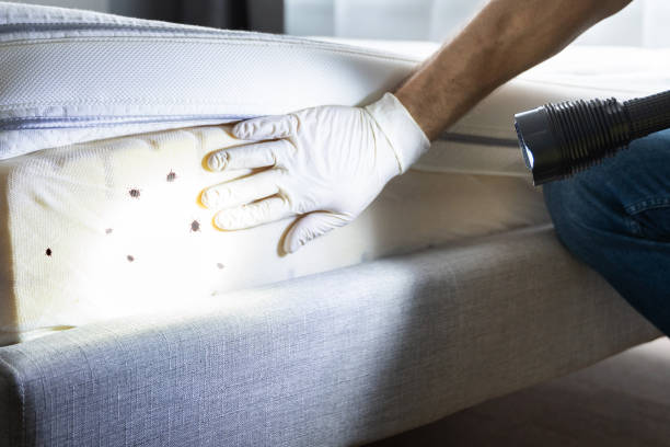 Best Wasp Removal Services  in Ashville, AL